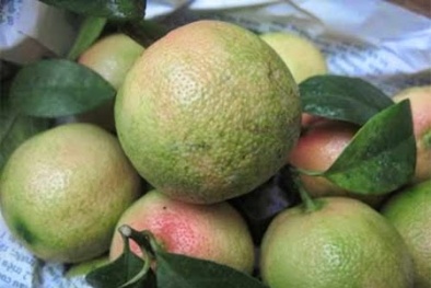 Muốn kiếm tiền triệu, nên trồng chanh đào